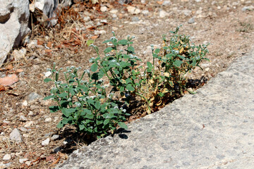 White horehound Marrubium vulgare, also called common horehound and houndsbane, grows with small...