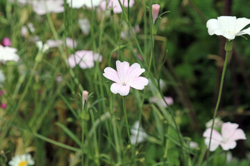 Macro image of a pink Corncockle bloom, Kent, England
