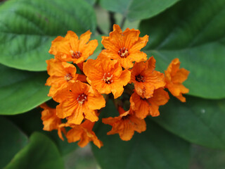 Cordia is known locally as salimuli, kendal, klimasada, or purnamasada, a genus of flowering plants in the Boraginaceae family, with bright orange flowers.