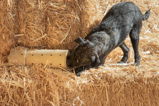Black terrier finding a rat in a tube in the hay