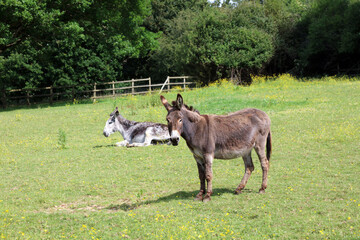 Two donkeys enjoying the morning sunshine, Kent England
