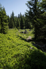 Fototapeta premium hiking path in the mountains of Vorarlberg Austria in Montafon in Gaschurn