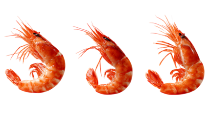 Isolated cooked shrimp seafood fresh ingredient delicious gourmet prawn appetizer food 85 on transparent background