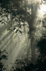 Foret tropicale