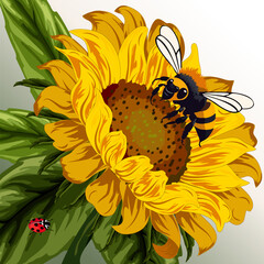 Large bumblebee on a sunflower.Color vector illustration with a large bumblebee on a yellow sunflower.