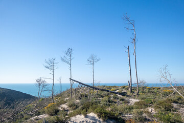 Scorched Forest Landscape by the Atlantic Coast in Portugal