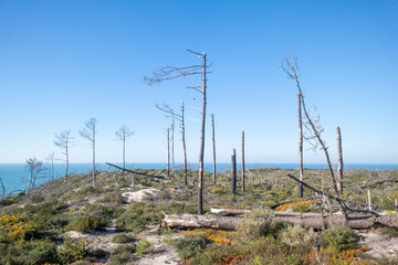 Scorched Forest Landscape by the Atlantic Coast in Portugal