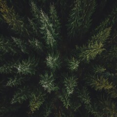 Forest canopy abstract aerial dark view
