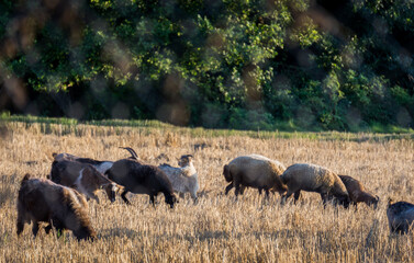 Herd of sheep on a farm