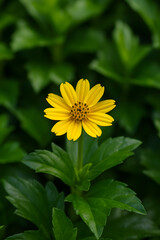 Yellow Singapore Daisy in Green Foliage