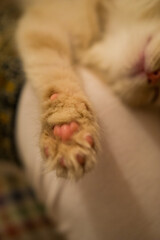 Little kitten paw