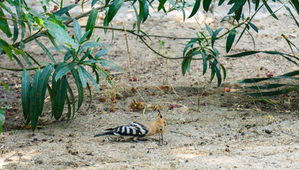 Madagascar hoopoe eating in the garden