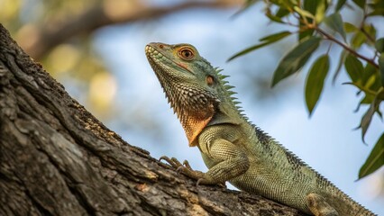 Fototapeta premium Lizard, sharp and realistic, Photo, Natural light.