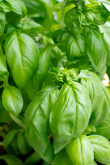 Fresh basil plant with green leaves for green potted herbs culinary concept