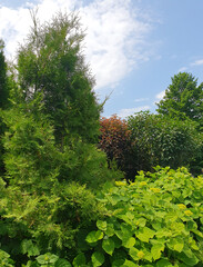 Sunny summer day in a green garden with well-groomed bushes, blooming jasmine and coniferous trees