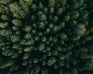 Aerial view of dense green forest