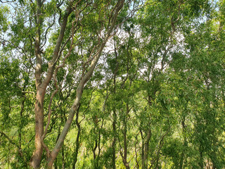 Fresh green tree branches with thick foliage symbolize life, natural freshness and harmony