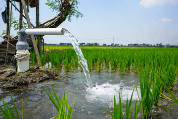Clear Water Flowing into Green Rice Field from White Pipe Outdoors.  Irrigation of rice fields using pump wells with the technique of pumping water from the ground.