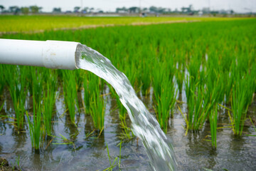 Clear Water Flowing into Green Rice Field from White Pipe Outdoors.  Irrigation of rice fields using pump wells with the technique of pumping water from the ground.
