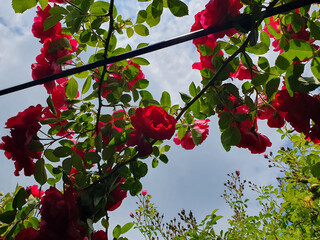 Luxurious red roses are an eternal symbol of love, passion and elegance. Their rich petals,...