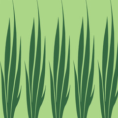 A green plant with green leaves on a white background