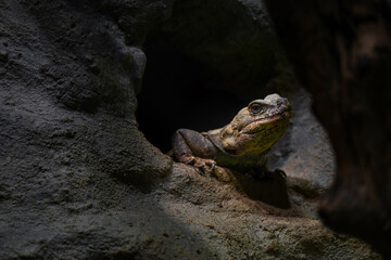 Common chuckwalla or northern chuckwalla also known as Sauromalus ater.                 