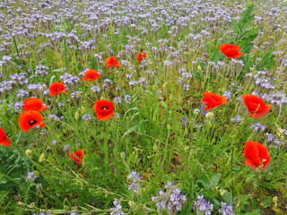 A blooming field with soft purple phacelia flowers and bright red poppies under a cloudy sky