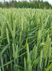 Green wheat field against the backdrop of a dense forest under a gray cloudy sky