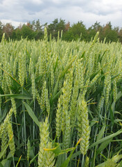 Green wheat field against the backdrop of a dense forest under a gray cloudy sky