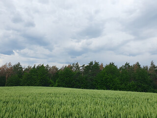 Green wheat field against the backdrop of a dense forest under a gray cloudy sky