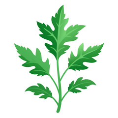 green leaf isolated on white