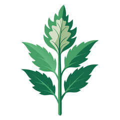 acanthus-on-white-background