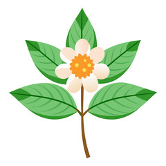 american ash flower isolated 