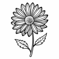 black and white aster flower