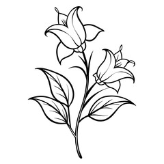 bellflower flower isolated on white background