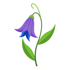 Obraz premium bellflower flower isolated on white