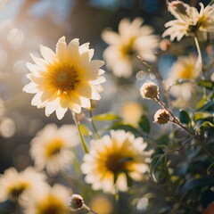 daisies in the field