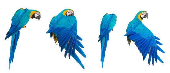 【透過PNG】実物写真ベース『ルリコンゴウインコ』4ポーズセット　切り抜き・背景なし・高解像度リアル素材｜Blue-and-yellow Macaw — 4 Pose Transparent PNG Set (Real Photo-Based, High-Resolution Clipart
