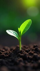 A single, vibrant green sprout pushing through rich soil, symbolizing the emergence of spiritual growth and the potential for inner blossoming , spiritual, serenity