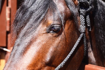 A close-up shot of a brown horse with a distinctive black mane, ideal for use in equestrian or...