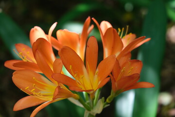 Obraz premium Vibrant Orange Clivia Flowers in Bloom