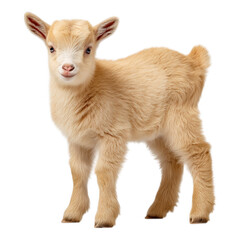 Adorable Young Goat Standing Cheerfully on White Background Captivating Farm Animal Moment