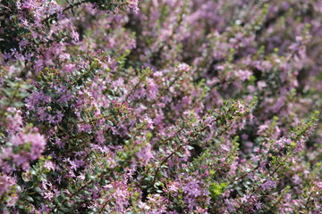 Dense Shrub with Pink Flowers in Bloom