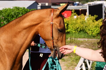 A woman is gently petting a horse while wearing a bridle