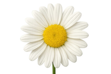 Naklejka premium White daisy flower blooming, revealing delicate white petals surrounding bright yellow center, sitting against transparent background