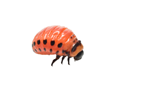 Red Colorado potato beetle larva on a white background.