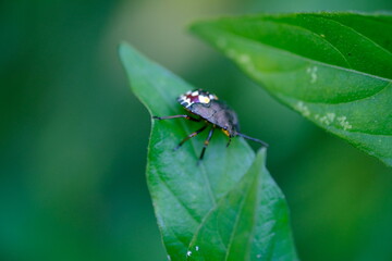 Insect on Leaf
