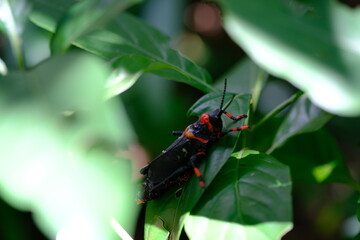 Insect on Leaf in Walter Sisulu National Botanical Garden