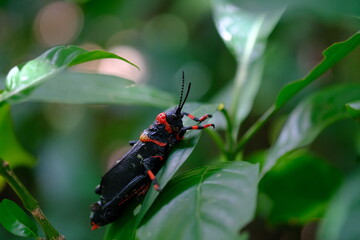 Red and Black Insect on Leaf