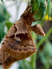 A stunning Polyphemus moth (Antheraea polyphemus) resting on a green leaf in natural daylight. Beautiful night butterfly